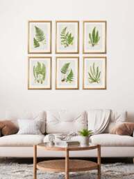 Collection of 6 Ferns - thumbnail 2