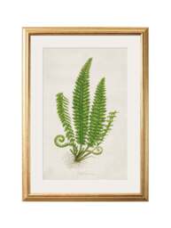 Collection of 6 Ferns - thumbnail 5