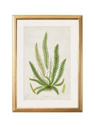 Collection of 6 Ferns - thumbnail 4