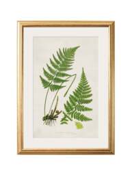 Collection of 6 Ferns - thumbnail 6