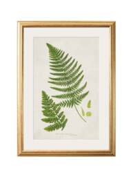 Collection of 6 Ferns - thumbnail 3