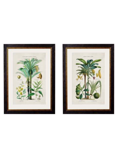 c.1877 Tropical Plants Used as Food and Clothing - image 1