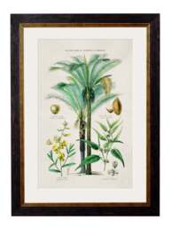c.1877 Tropical Plants Used as Food and Clothing - thumbnail 3