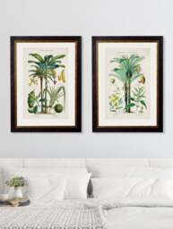 c.1877 Tropical Plants Used as Food and Clothing - thumbnail 2
