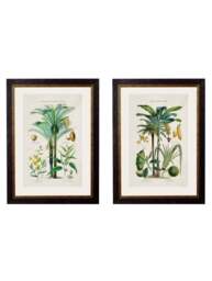 c.1877 Tropical Plants Used as Food and Clothing - thumbnail 1
