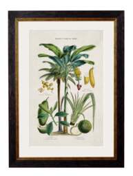 c.1877 Tropical Plants Used as Food and Clothing - thumbnail 4