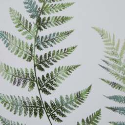 Watercolour Fern Duo In Washed Wood Frame - thumbnail 3