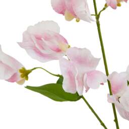 The Natural Garden Collection Pale Pink Sweetpea Stem - thumbnail 3
