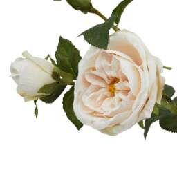 The Natural Garden Collection Palest Blush Charity Rose - thumbnail 3