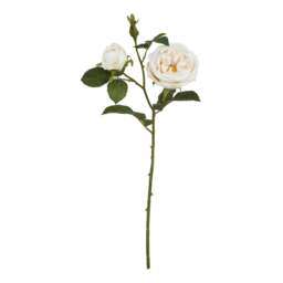 The Natural Garden Collection Palest Blush Charity Rose - thumbnail 2