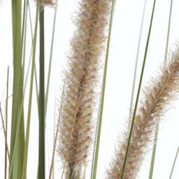 Field Grass Pot 60 Inch - thumbnail 2