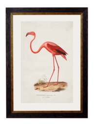 c.1830 Flamingo - thumbnail 1