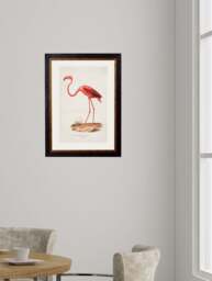 c.1830 Flamingo - thumbnail 2