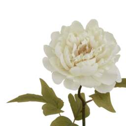 The Natural Garden Collection White Peony - thumbnail 3