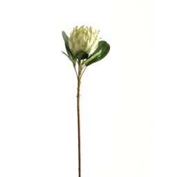 Large White Protea - thumbnail 2