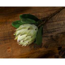 Large White Protea - thumbnail 4