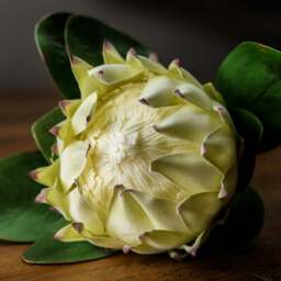 Large White Protea - thumbnail 3