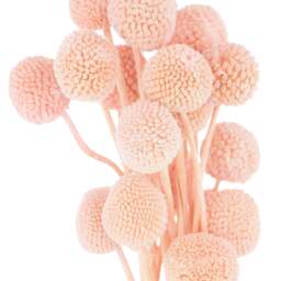 Dried Mauve Billy Ball Bunch Of 20 - thumbnail 2