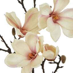 The Natural Garden Collection Pale Apricot Magnolia Stem - thumbnail 2