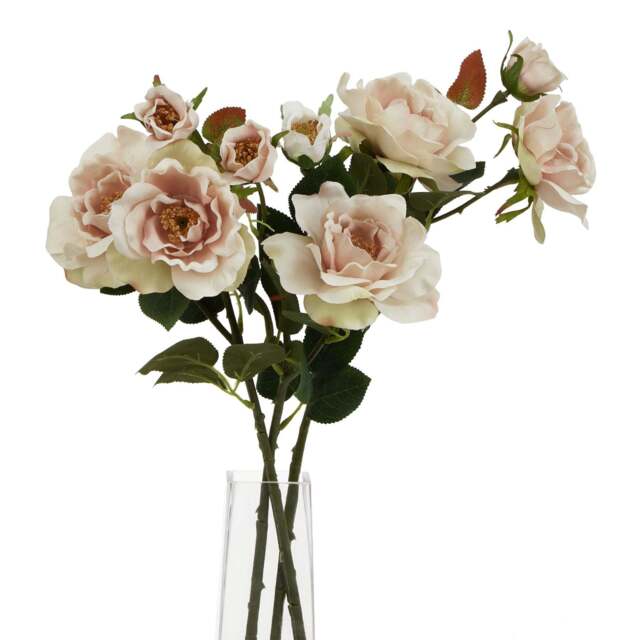 The Natural Garden Collection Palest Blush Tea Rose - image 1