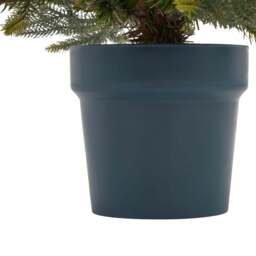 Potted Natural Pine Tree - thumbnail 2