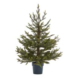 Potted Natural Pine Tree - thumbnail 1