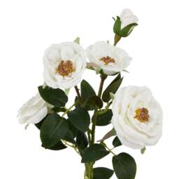 The Natural Garden Collection White Hedge Rose Stem - thumbnail 2