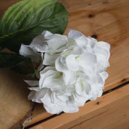 White Small Head Hydrangea - thumbnail 3