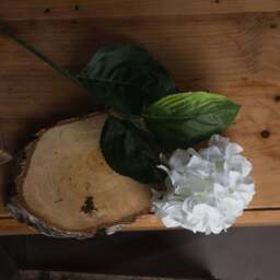 White Small Head Hydrangea - thumbnail 2