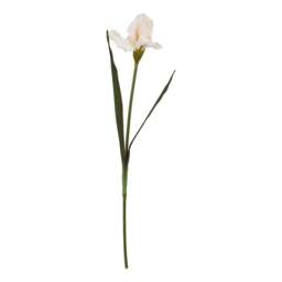 The Natural Garden Collection Pale Apricot Fringed Iris - thumbnail 2