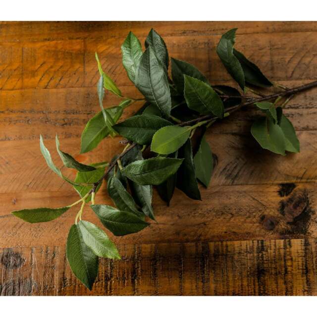 Laurel Leaf Spray - image 1