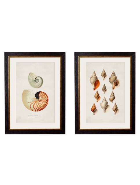 c.1848 Studies of Shells - 50 x 70cm / Oxford Slim / Collection of 2