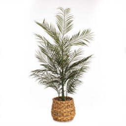 100cm Palm in Basket - thumbnail 2