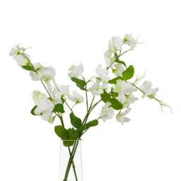 The Natural Garden Collection White Sweetpea Stem - thumbnail 1