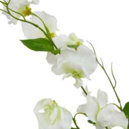 The Natural Garden Collection White Sweetpea Stem - thumbnail 4