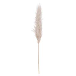 Cream Pampas grass - thumbnail 2