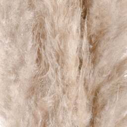 Cream Pampas grass - thumbnail 3