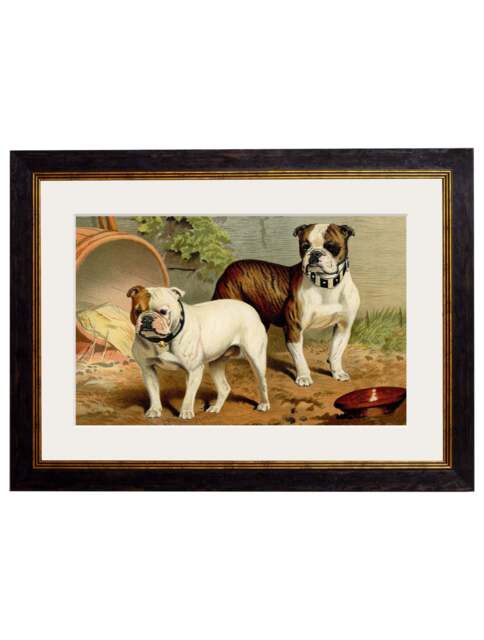 c.1881 Dogs - 50 x 70cm / Oxford Slim / Bulldogs