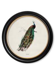 c.1847 Peacock in Round Frame - thumbnail 1