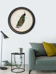 c.1847 Peacock in Round Frame - thumbnail 3