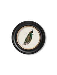 c.1847 Peacock in Round Frame - thumbnail 2
