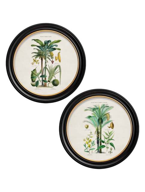 c.1877 Tropical Plants Used as Food and Clothing - Round Frame - image 1