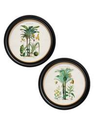 c.1877 Tropical Plants Used as Food and Clothing - Round Frame - thumbnail 1