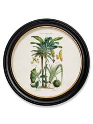 c.1877 Tropical Plants Used as Food and Clothing - Round Frame - thumbnail 6