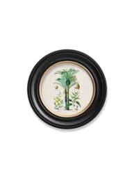 c.1877 Tropical Plants Used as Food and Clothing - Round Frame - thumbnail 3