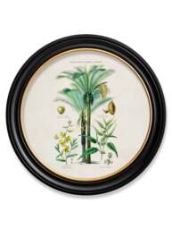 c.1877 Tropical Plants Used as Food and Clothing - Round Frame - thumbnail 5