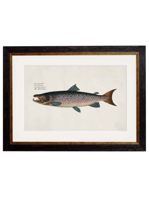 c.1785 Studies of Salmon - 38 x 50cm / Oxford Slim / Male Salmon