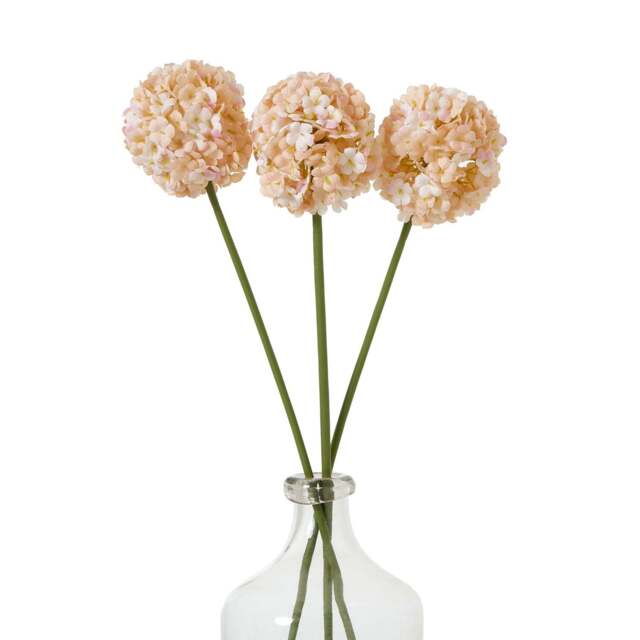 The Natural Garden Collection White & Apricot Allium - image 1