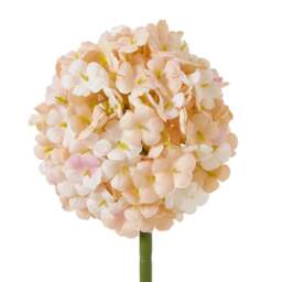 The Natural Garden Collection White & Apricot Allium - thumbnail 3