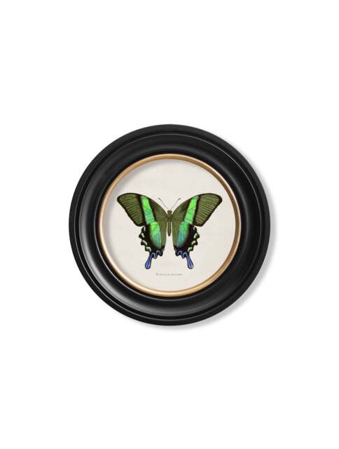 c.1835 Tropical Butterflies - Round Frames - 44 x 44cm / Oxford Round / Green Butterfly